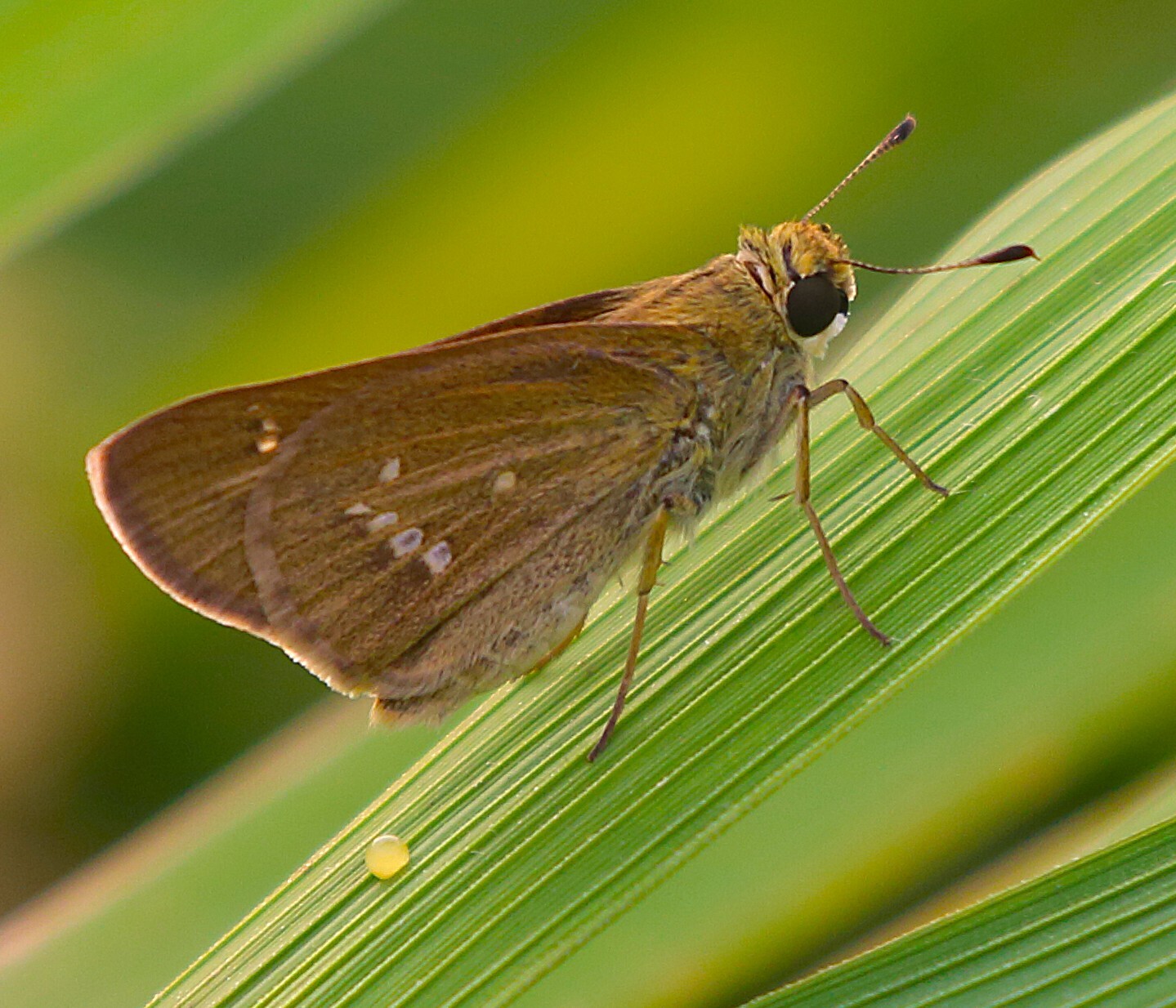 Grey Swift