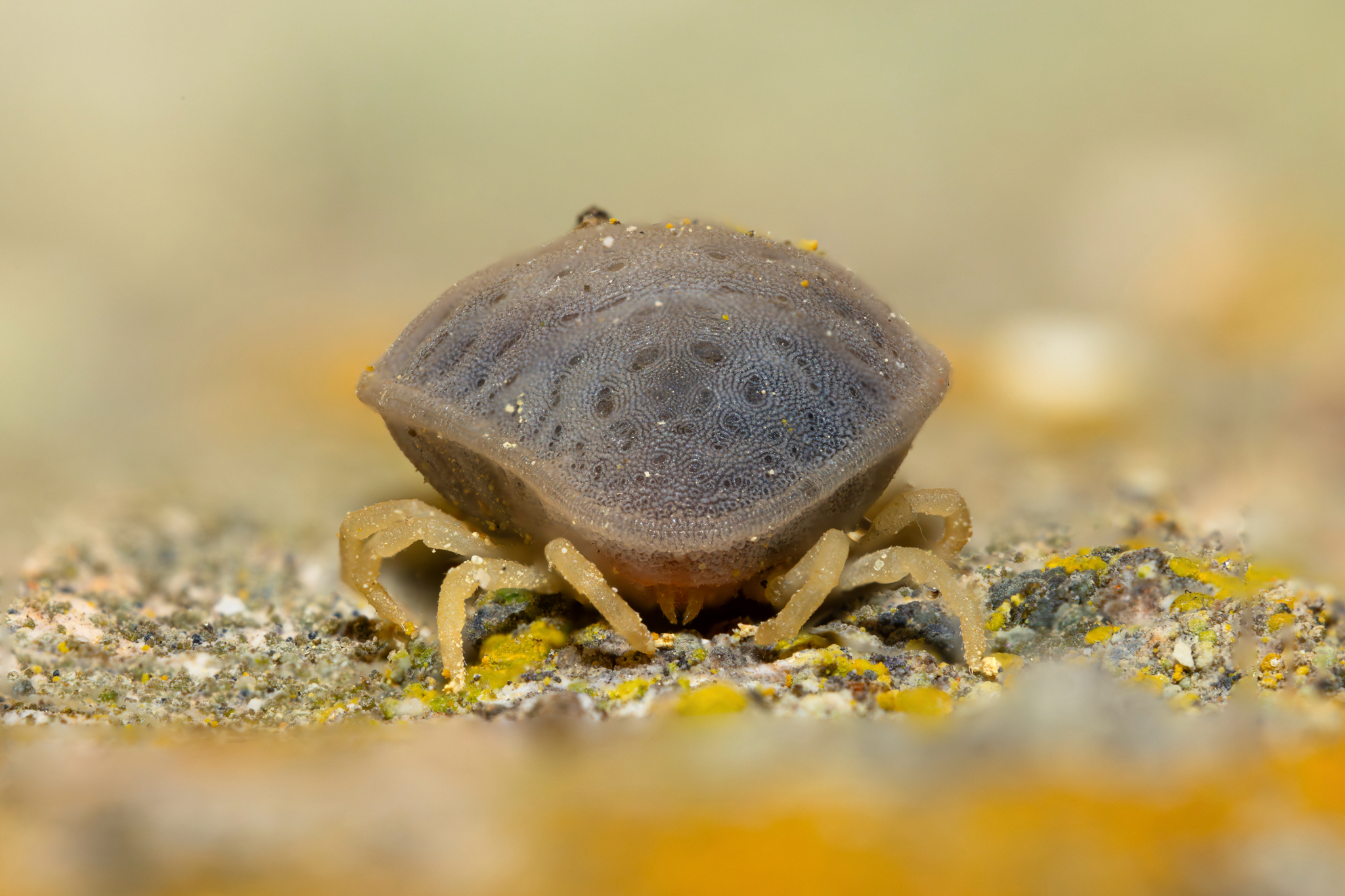 Argas reflexus Fabricius, 1794