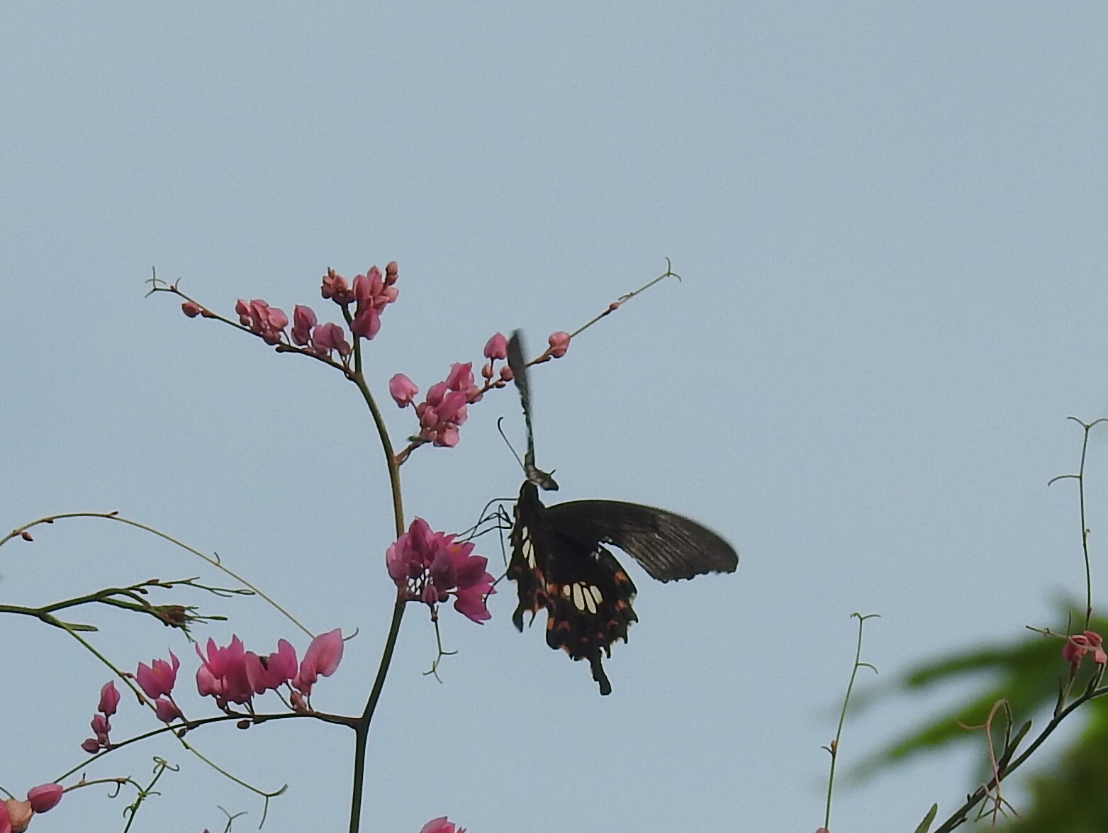 Common Mormon