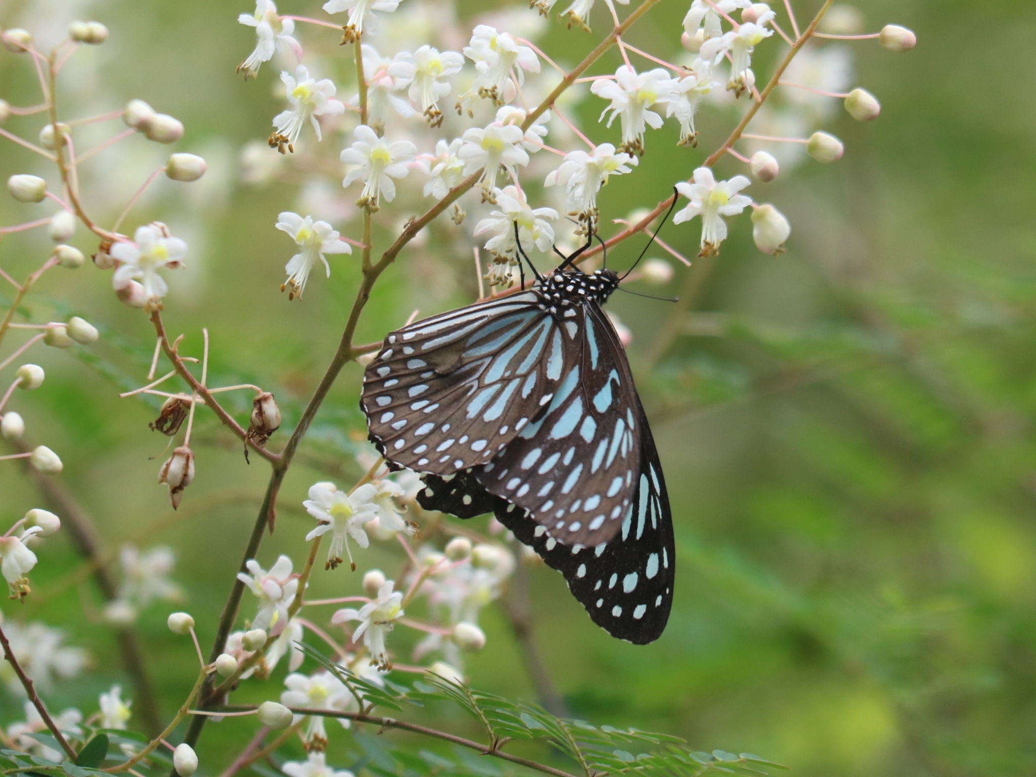 Dark Blue Tiger