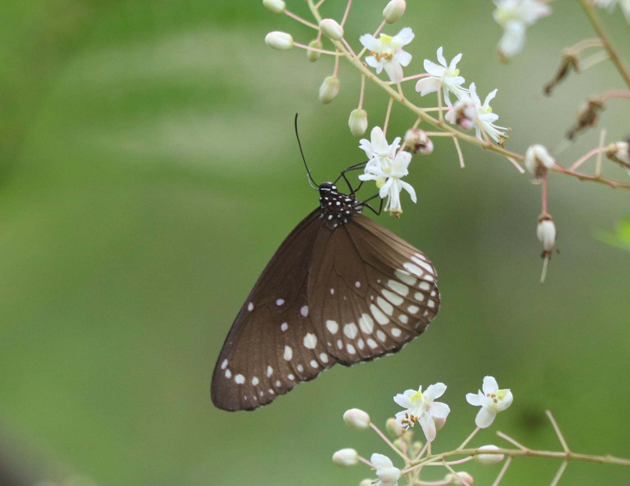Common Crow
