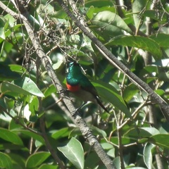 Cinnyris chalybeus subalaris