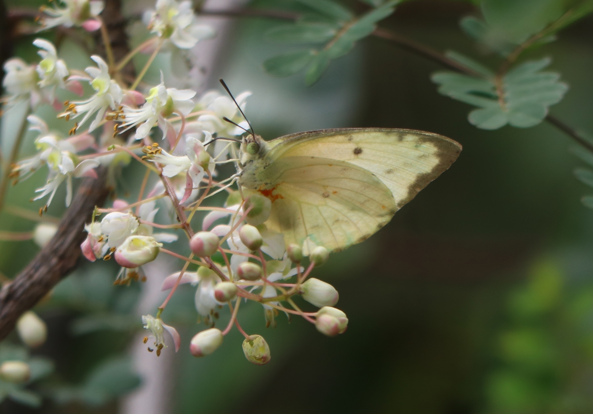 Lemon Emigrant