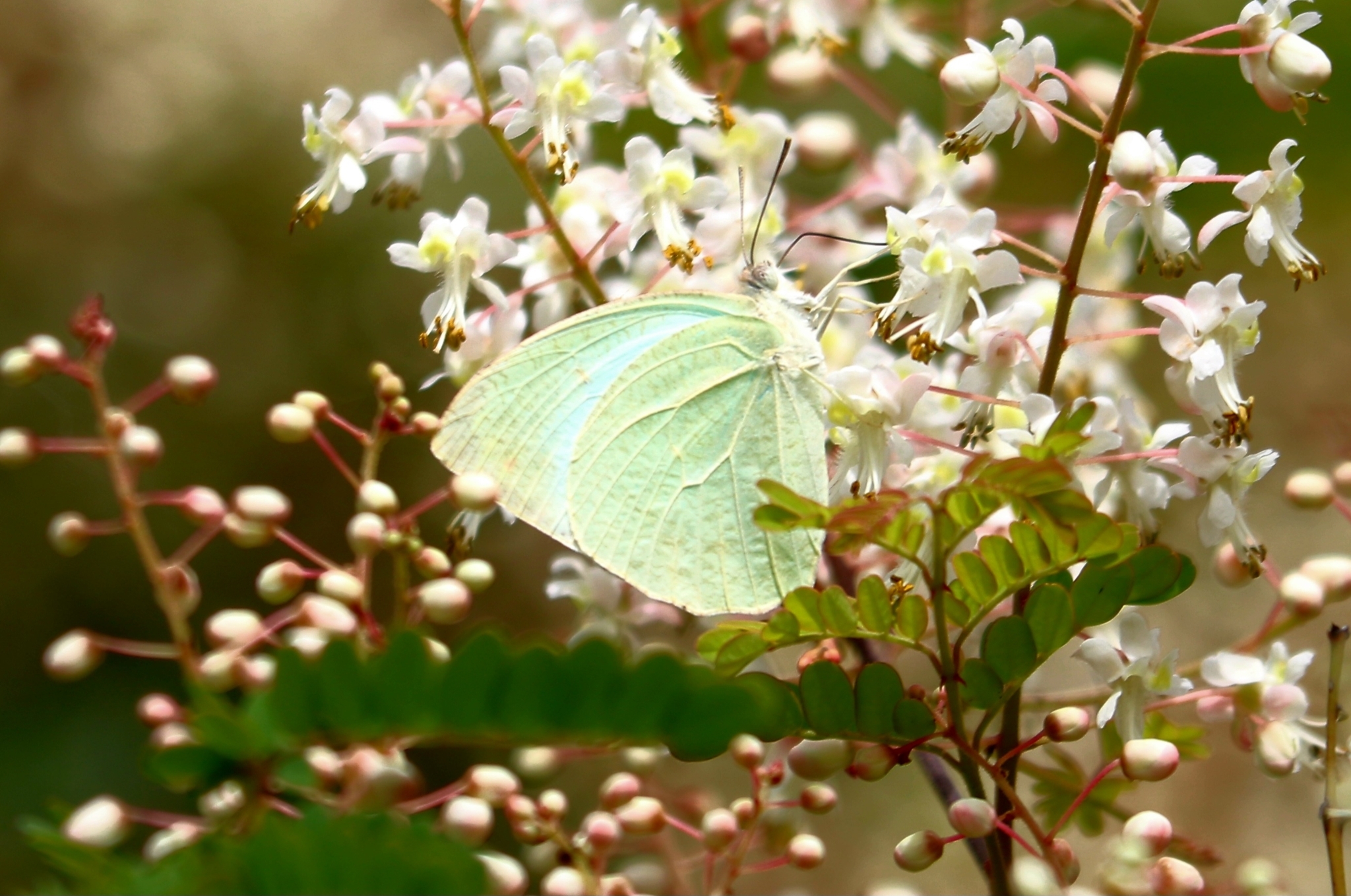 Mottled Emigrant