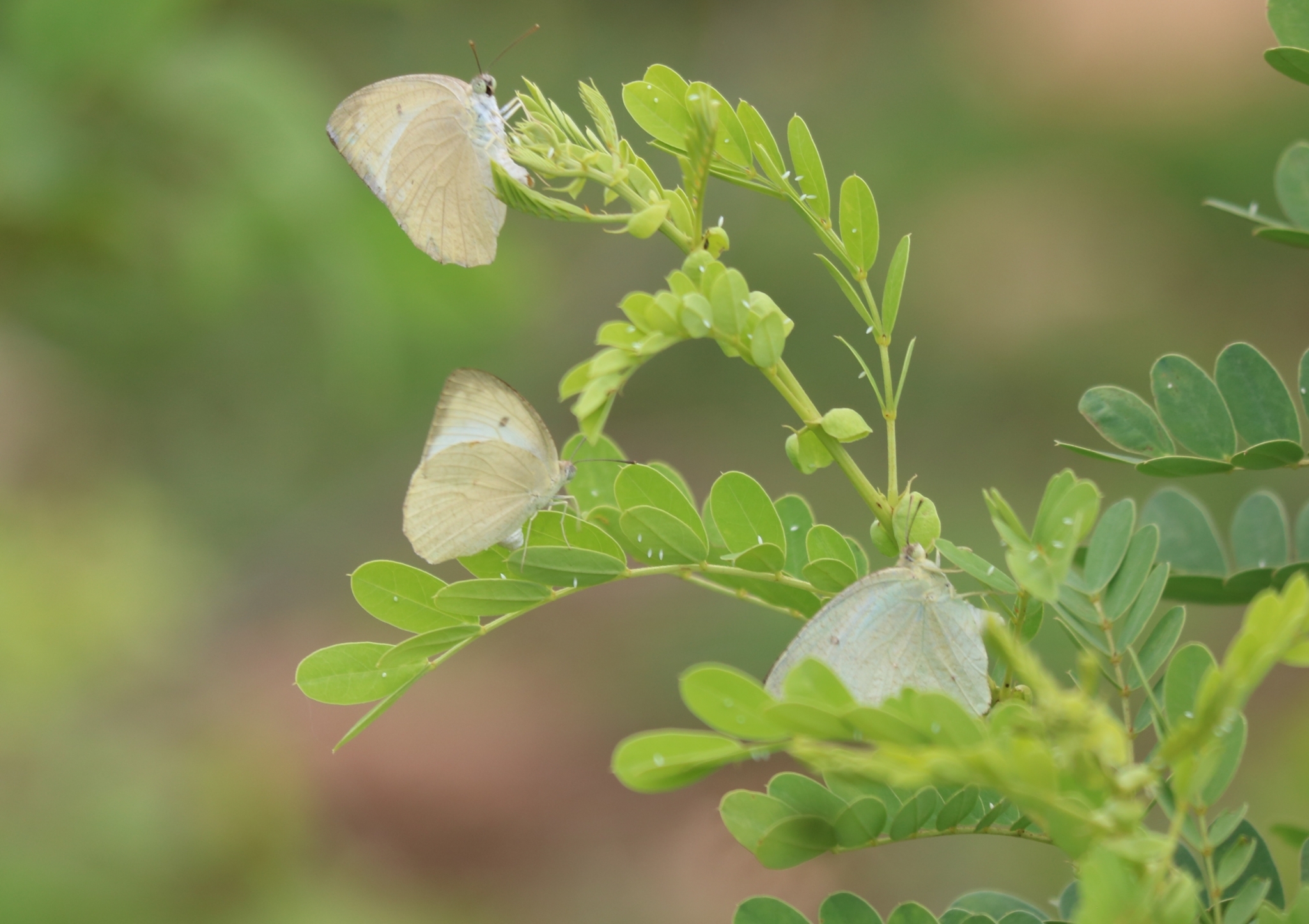 Mottled Emigrant