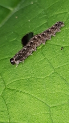 Tenthredo bipunctula