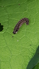 Tenthredo bipunctula