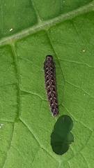Tenthredo bipunctula