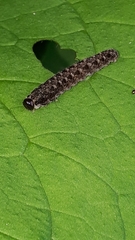 Tenthredo bipunctula