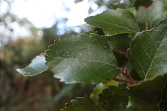 Nothofagus truncata