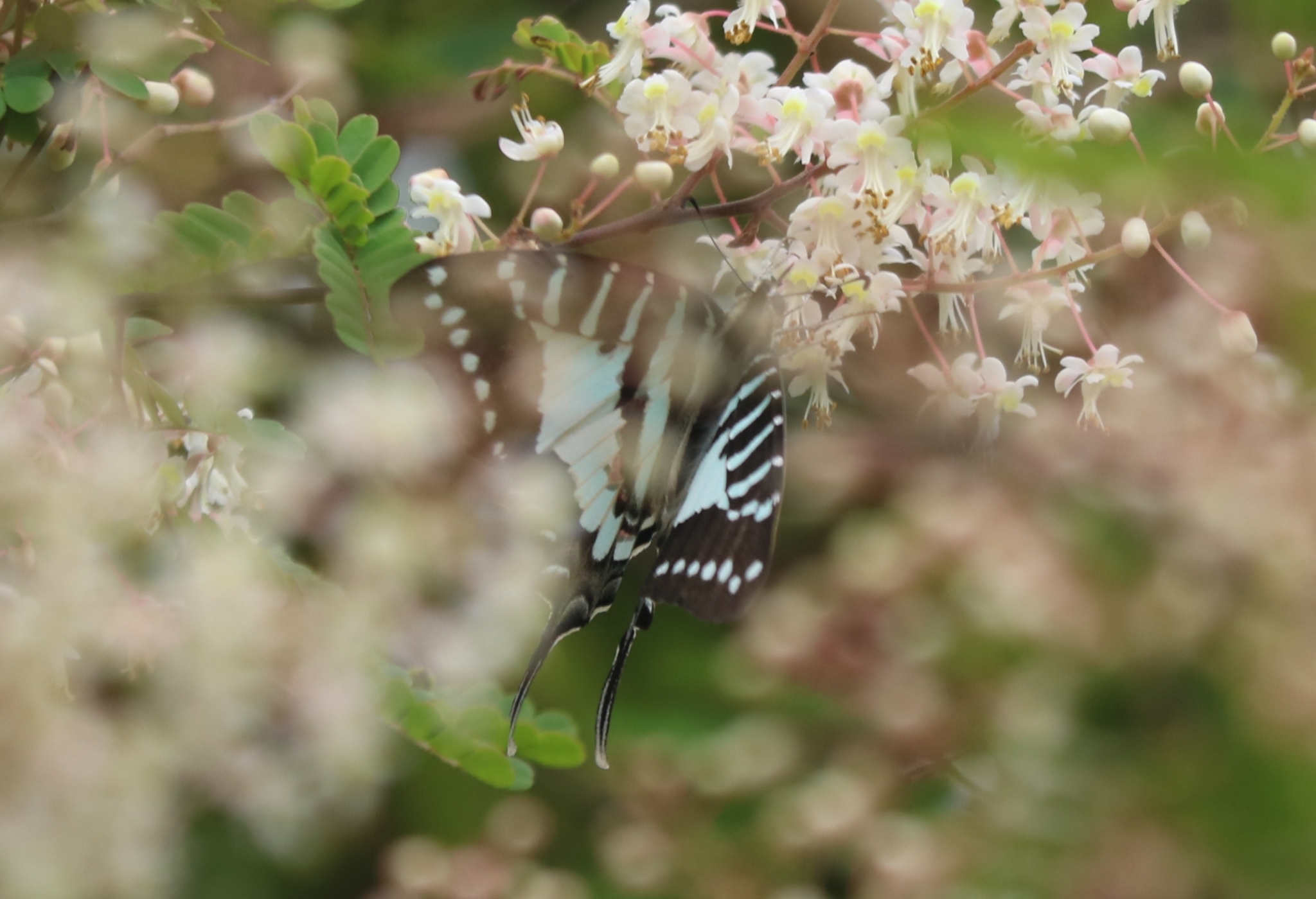 Spot Swordtail