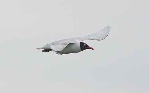 Mouette mélanocéphale