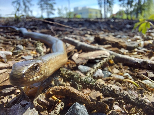 Eastern Slowworm, 01340 Vantaa, Finland, photo 10 of 10