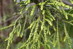 Lepidothamnus intermedius