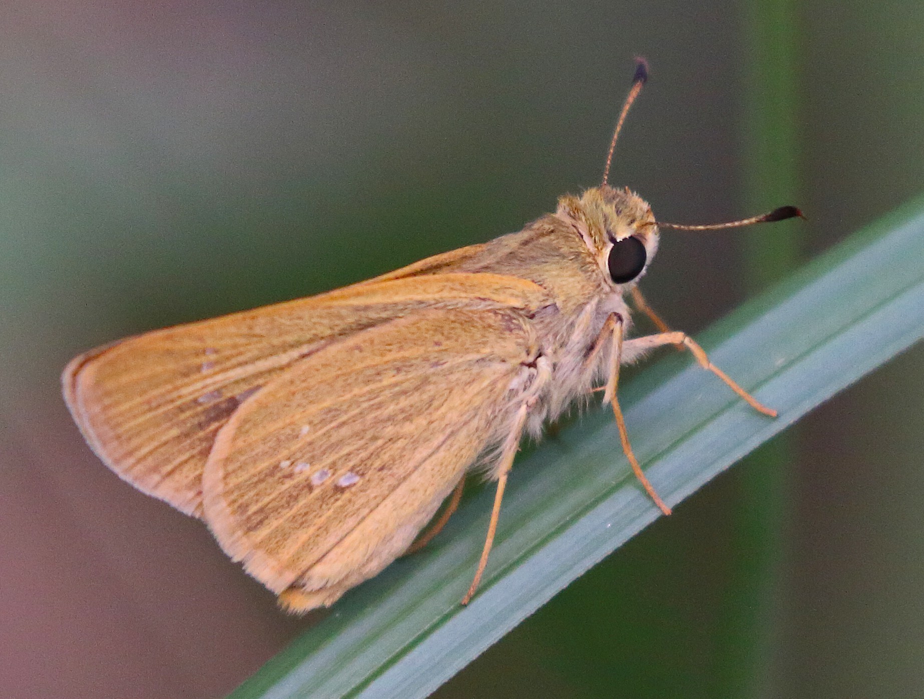 Grey Swift