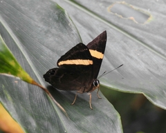 Abisara fylla