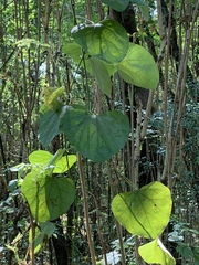 Aristolochia macrophylla