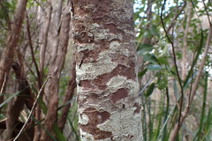 Lepidothamnus intermedius