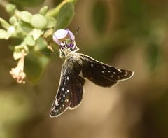 Hesperopsis libya