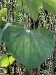 Aristolochia macrophylla