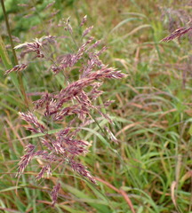 Agrostis mertensii