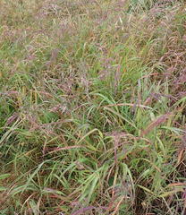 Agrostis mertensii
