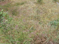 Agrostis mertensii
