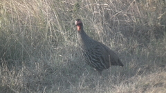 Pternistis afer castaneiventer