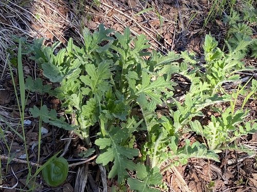Cirsium boreale iNat (3)