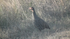 Pternistis afer castaneiventer