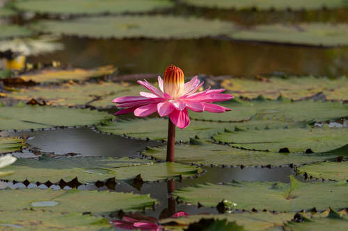 Nymphaea × rosea