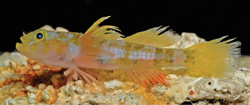 Godzilla Goby