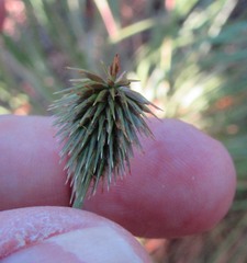 Cyperus plukenetii