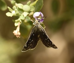 Hesperopsis libya