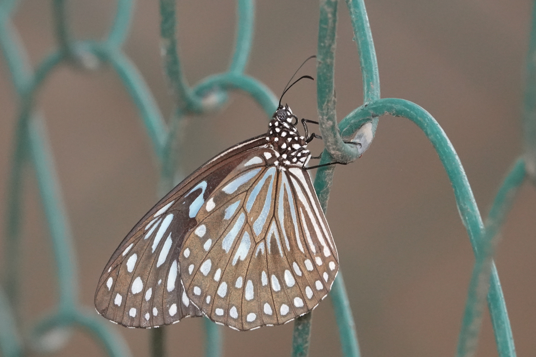 Dark Blue Tiger