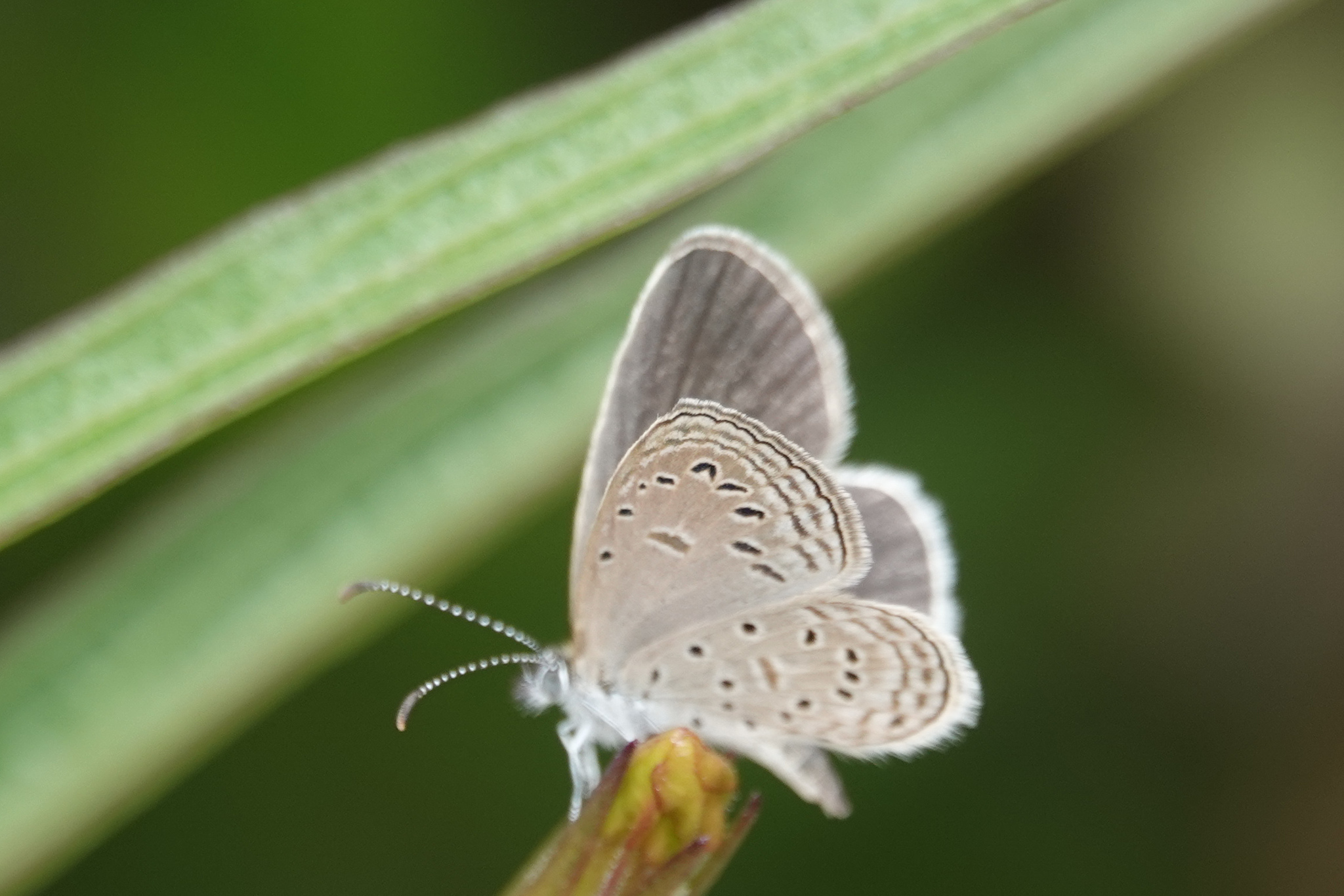 Tiny Grass Blue