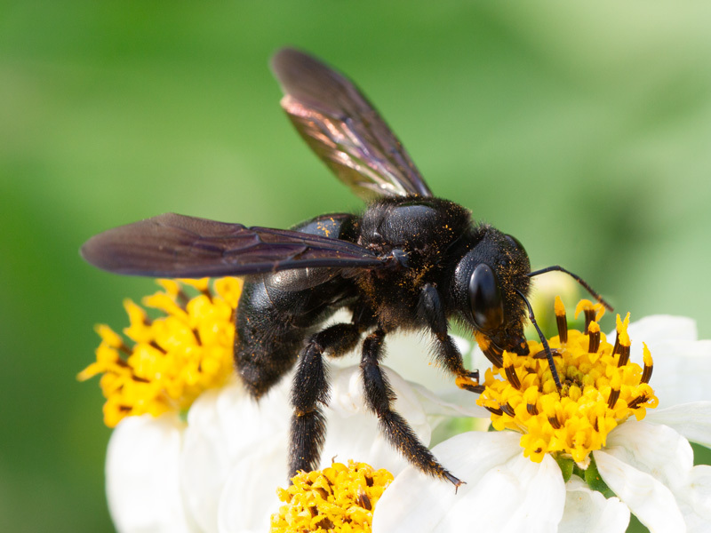 Yellow-fronted Carpenter Bee