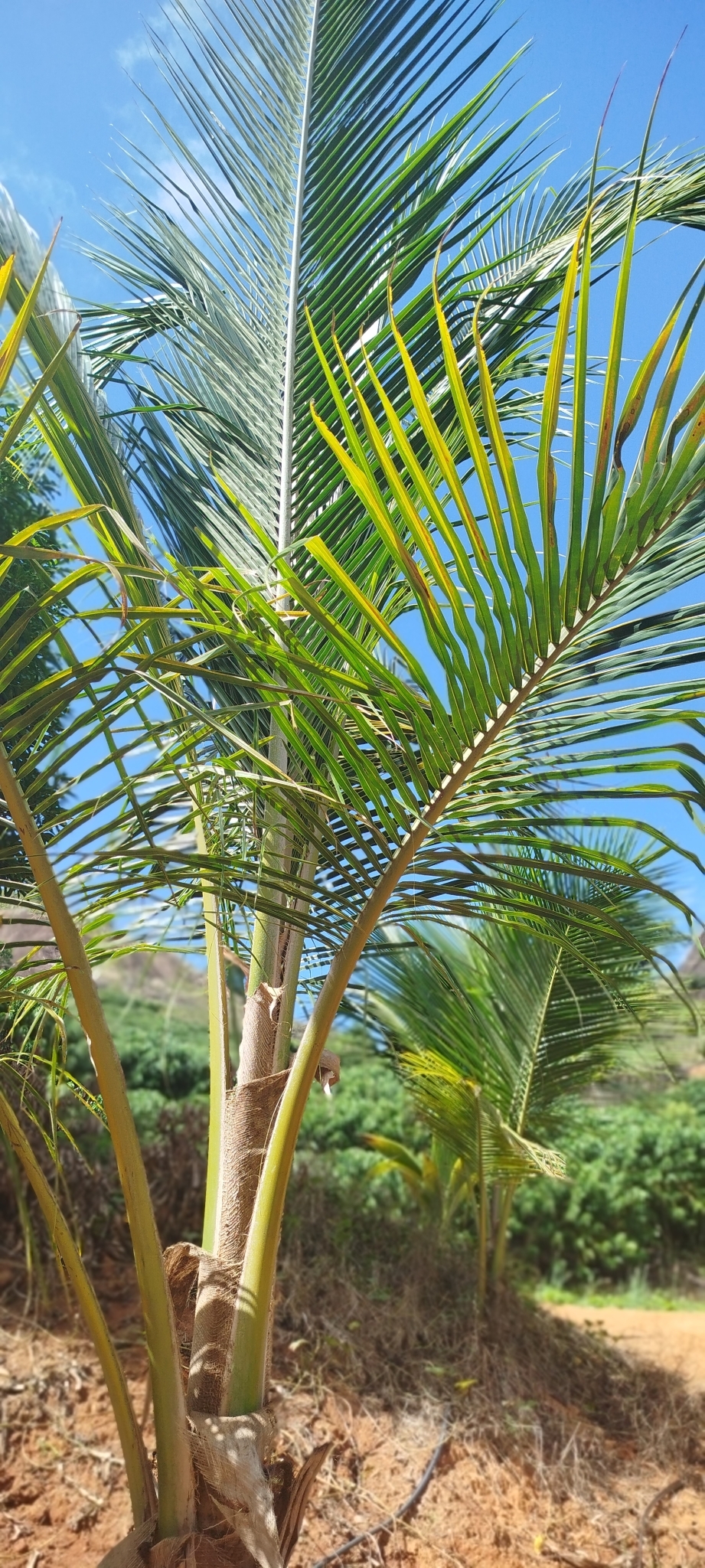 Cocos nucifera