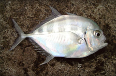 Bumpnose Trevally photo 4