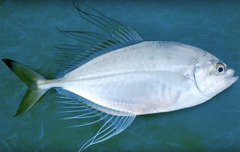 Fringefin Trevally photo 2