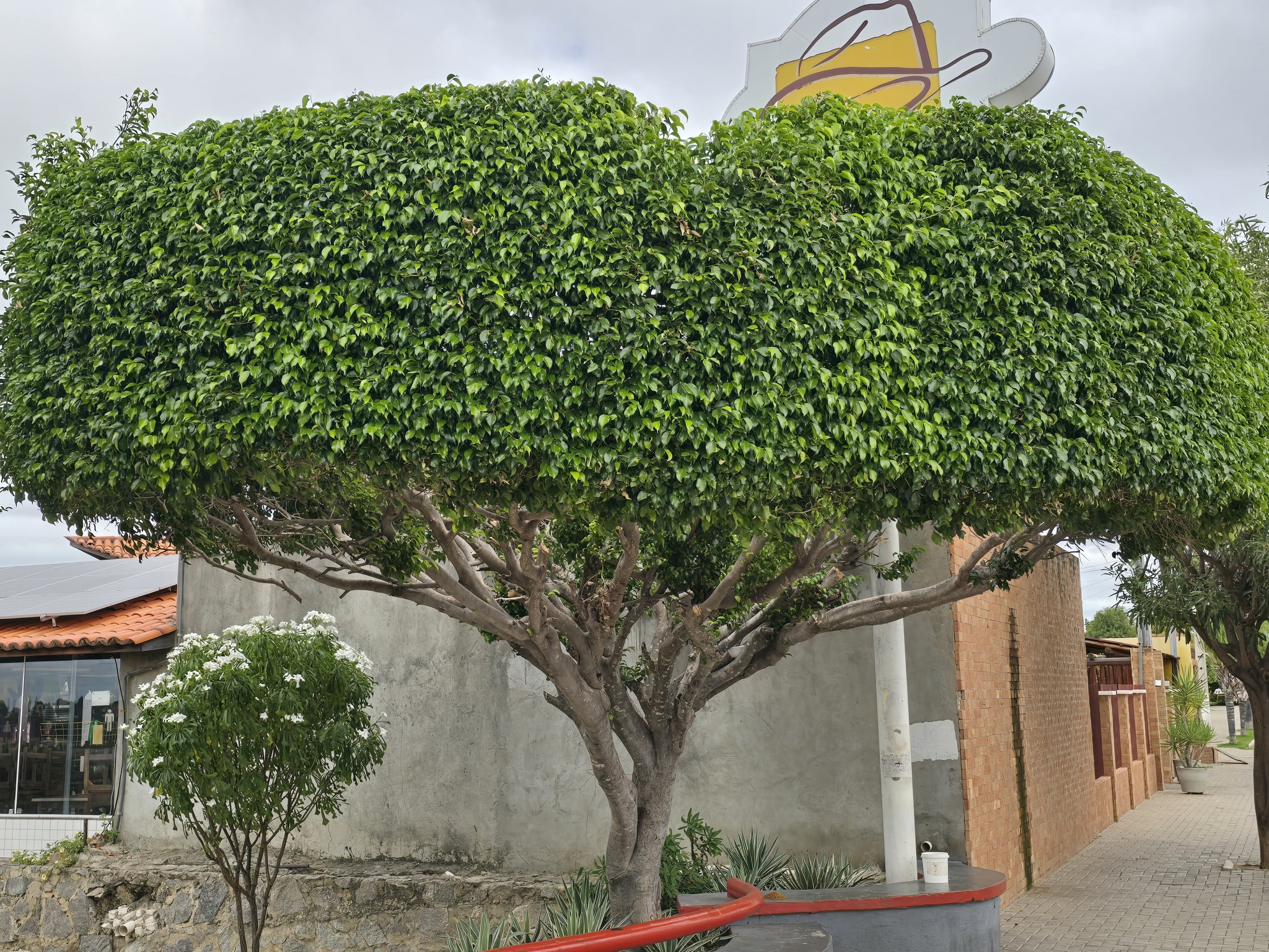 Ficus benjamina