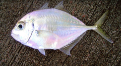 Imposter Trevally photo 4