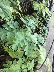 Dicentra formosa