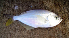 False Trevally photo 4