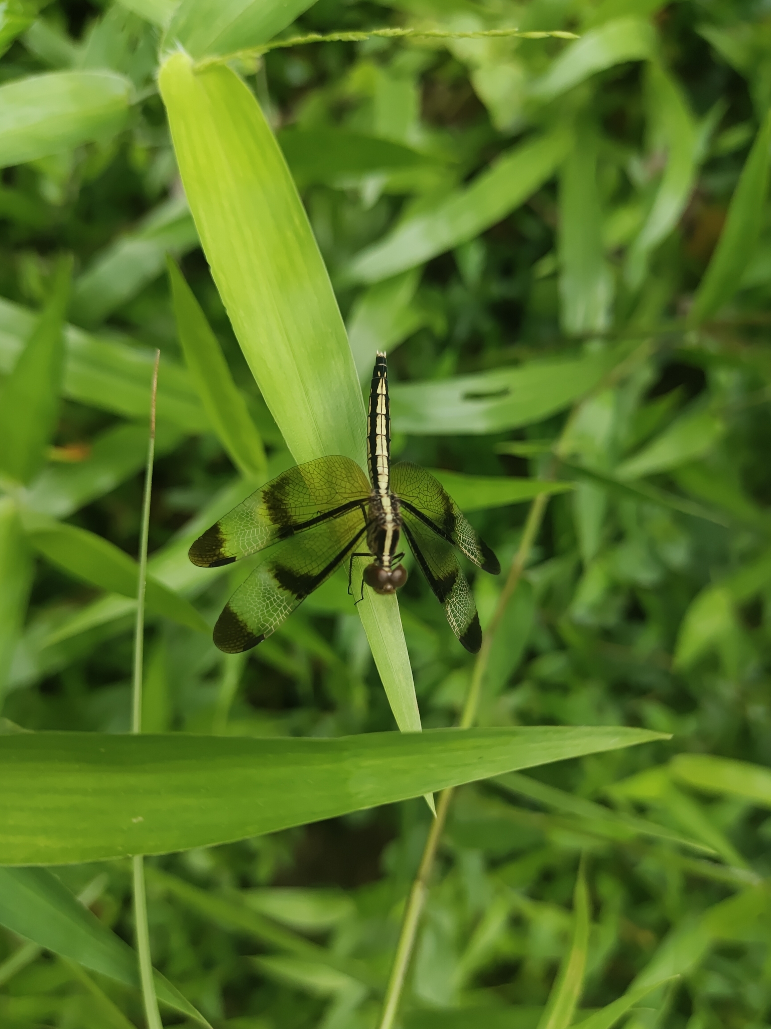 Pied Paddy Skimmer