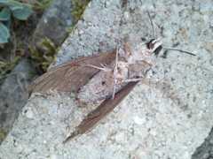 Agrius convolvuli