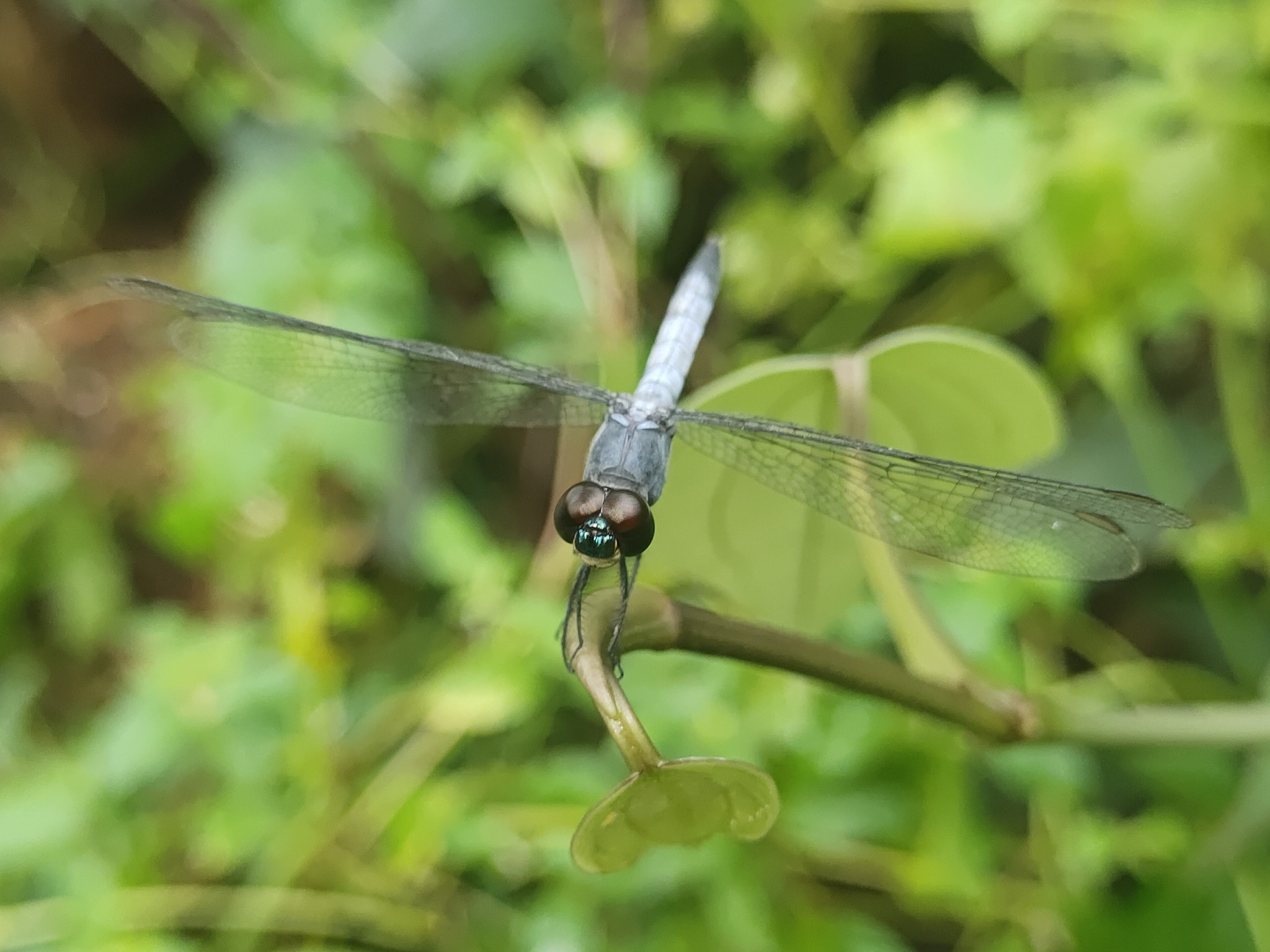 Little Blue Marsh Hawk