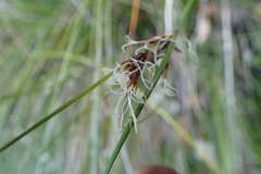 Schoenus pauciflorus
