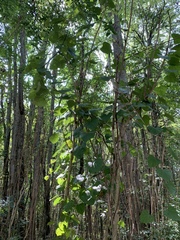 Aristolochia macrophylla