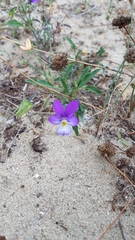 Viola tricolor curtisii